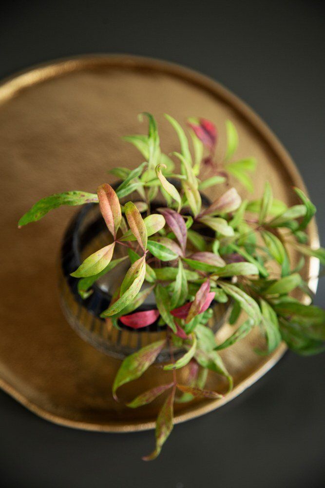 הום סטייג'ין