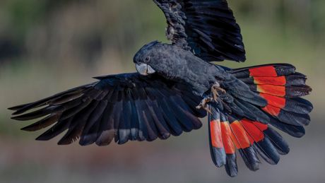 A black and red parrot is flying in the air.