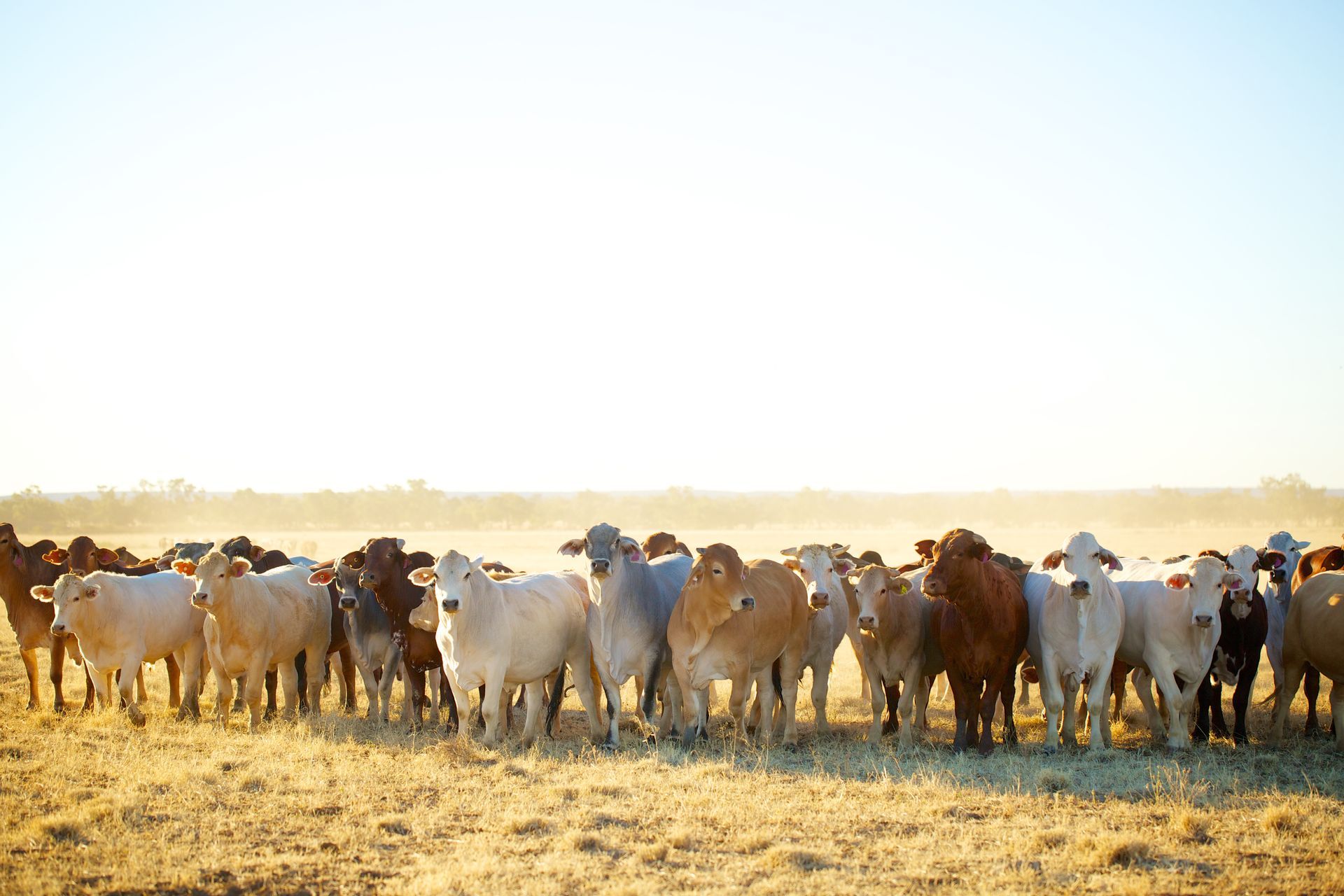 A herd of cows are standing in a field.