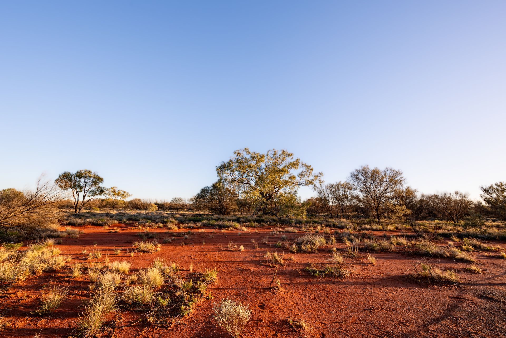 A desert landscape with trees and bushes in the foreground and a blue sky in the background.