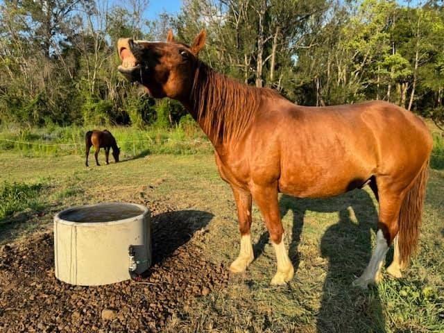 A Brown Horse is Standing Next to a Concrete Ring in a Field — Graham's Precast Concrete Products Pty Ltd in Kyogle, NSW
