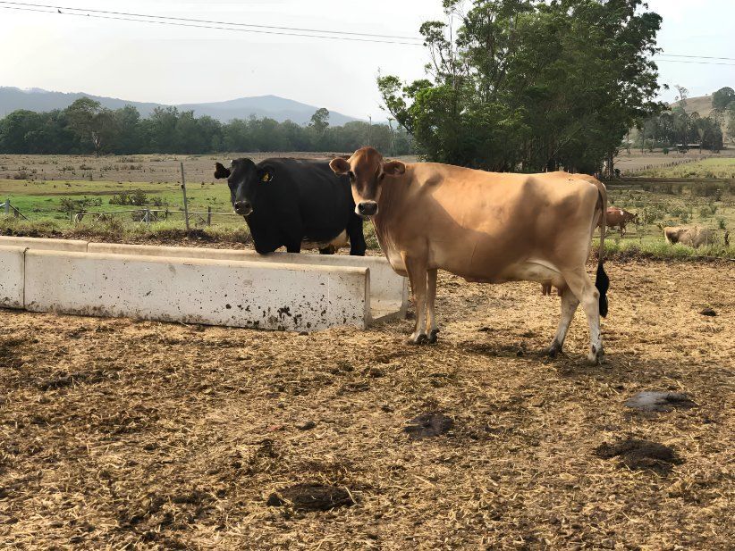 A Cow and a Bull Are Standing Next to Each Other in a Field — Graham's Precast Concrete Products Pty Ltd in Kyogle, NSW