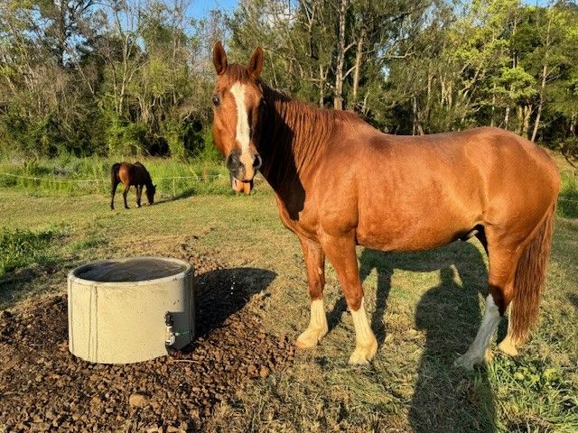 A Brown Horse Standing Next to a Concrete Ring in a Field — Graham's Precast Concrete Products Pty Ltd in Kyogle, NSW