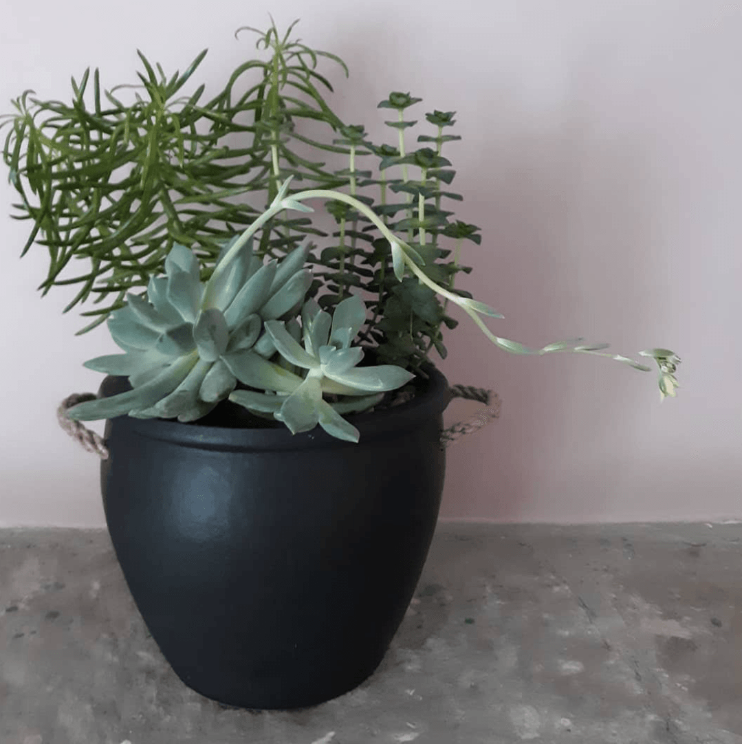 A black pot with a plant inside of it