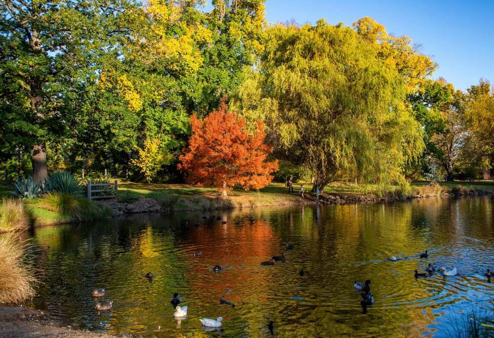 Autumn Colours In The Castlemaine Botanical Gardens — 2easy Cleaning in Castlemaine, VIC