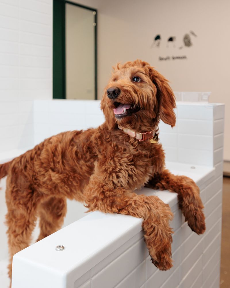 Golden doodle dog in a white tiled tub, leaning on the edge, smiling.