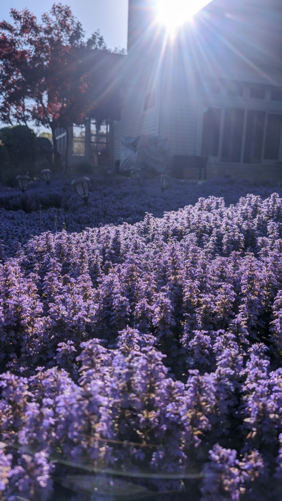 A field of purple flowers with the sun shining through them