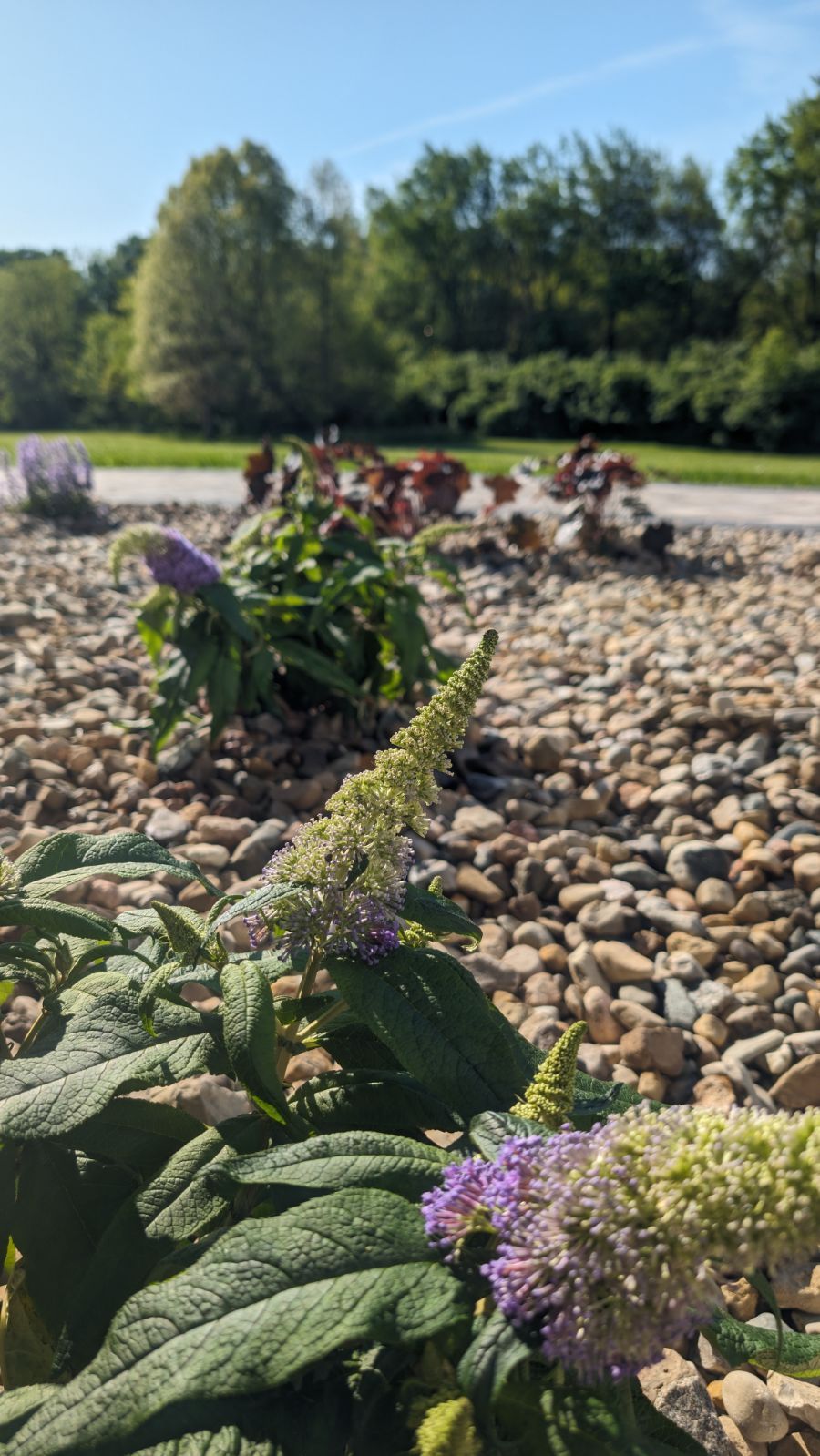 A close up of a plant with purple flowers in a rock garden.