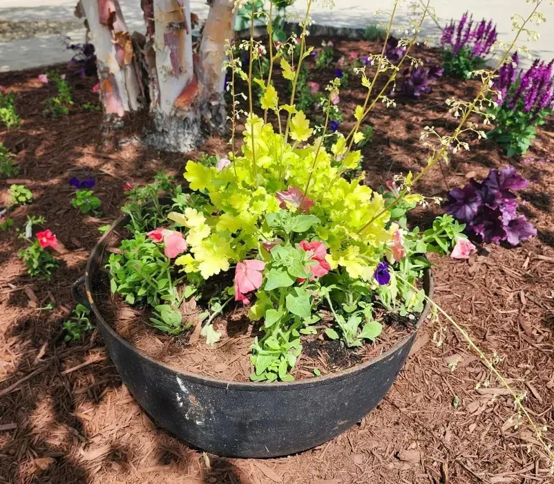 A black bowl filled with flowers is sitting in a garden next to a tree.