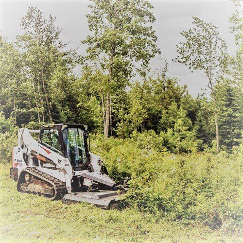 Tree Removal Service