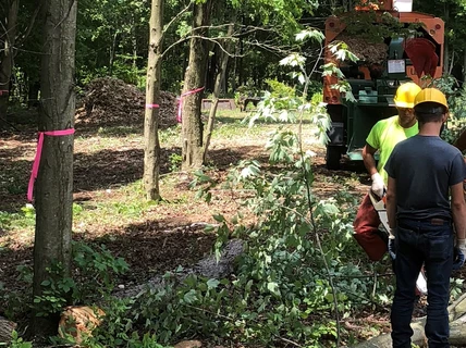 Flynn's tree removal crew