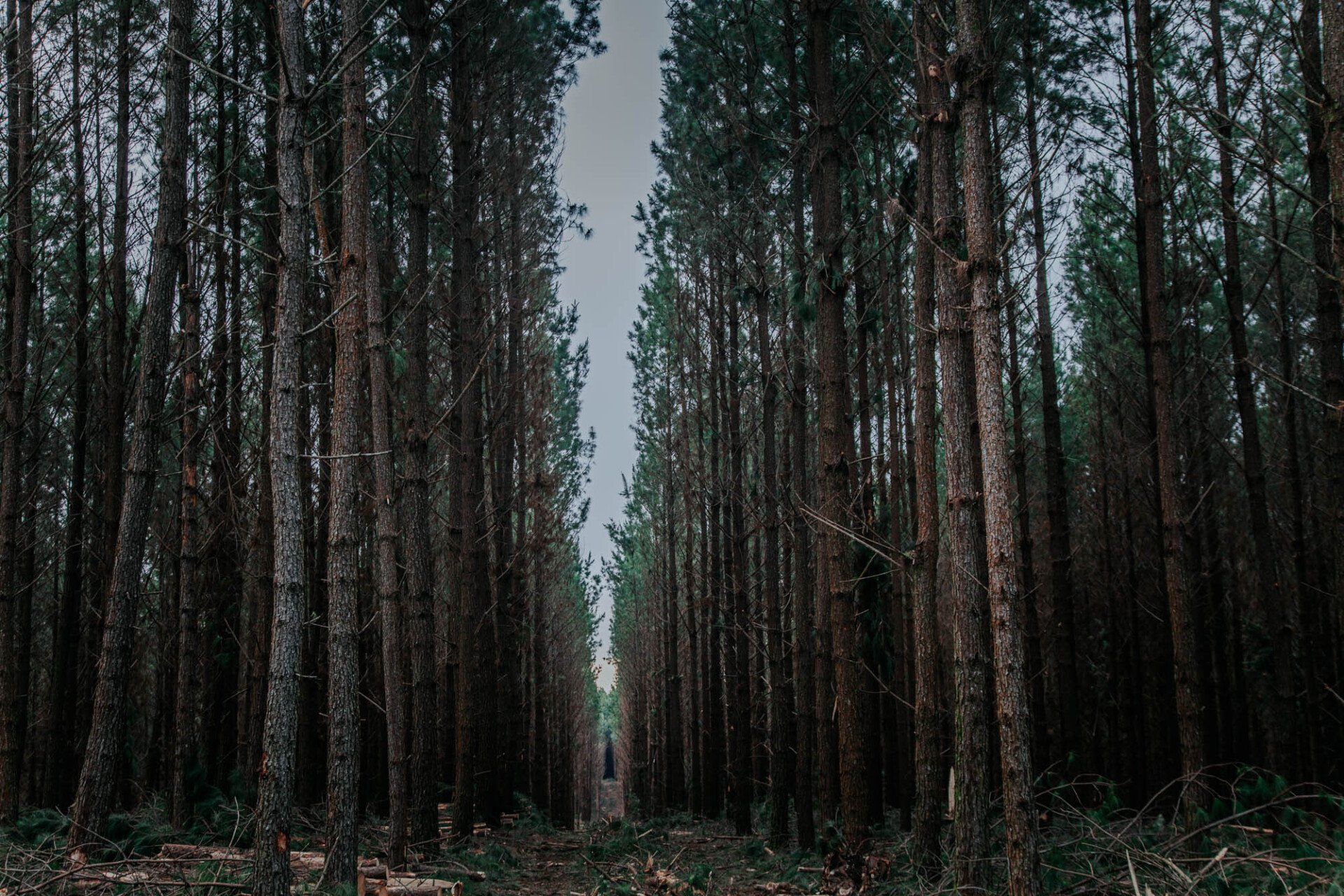 Uma pessoa está caminhando por uma floresta escura com muitas árvores.