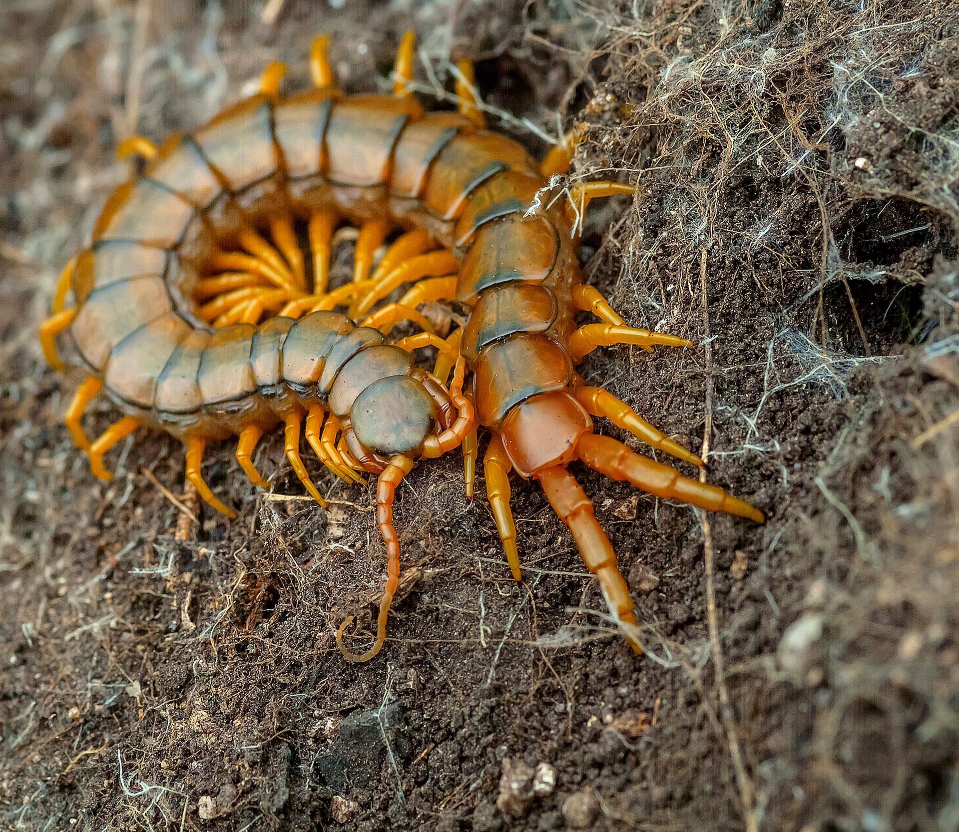 Centipedes — Bay Area, CA — Patriot Pest Management