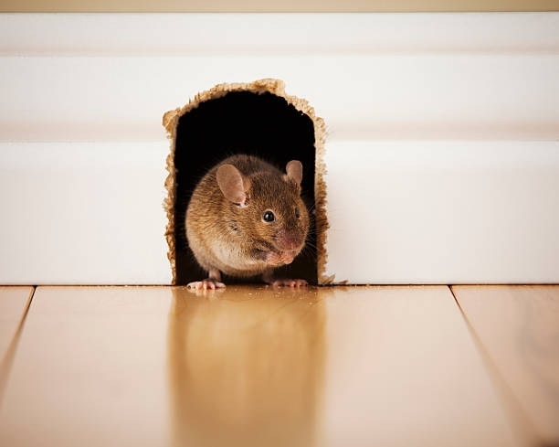 Mouse in mouse hole, rodent control, pest management, home infestation, professional extermination, rodent prevention