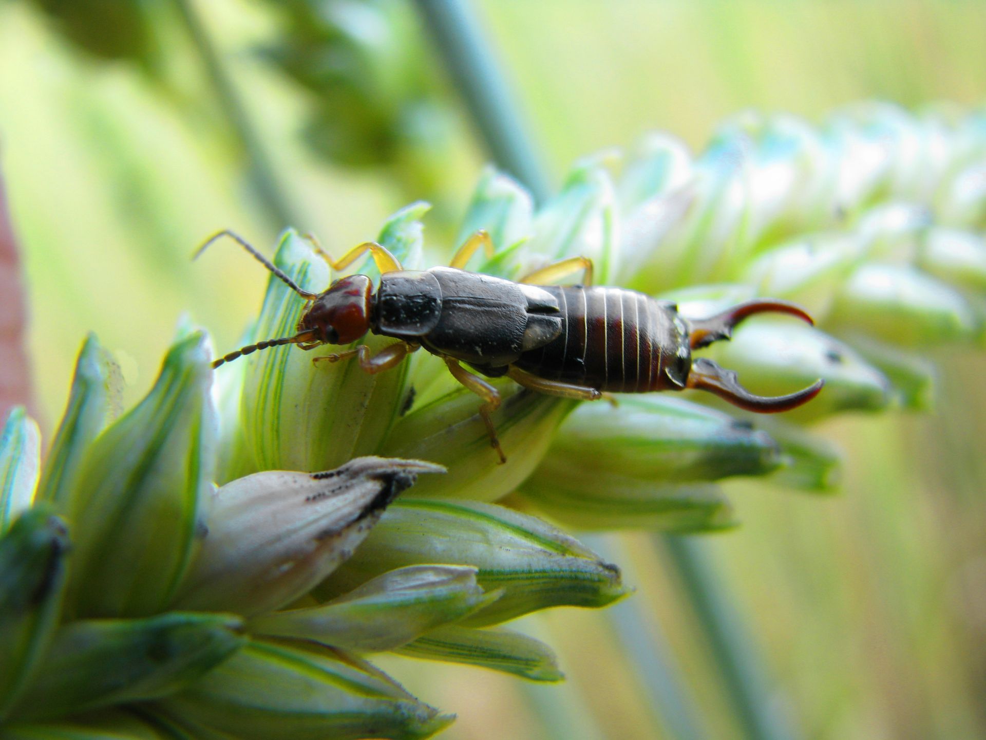 Earwigs — Bay Area, CA — Patriot Pest Management