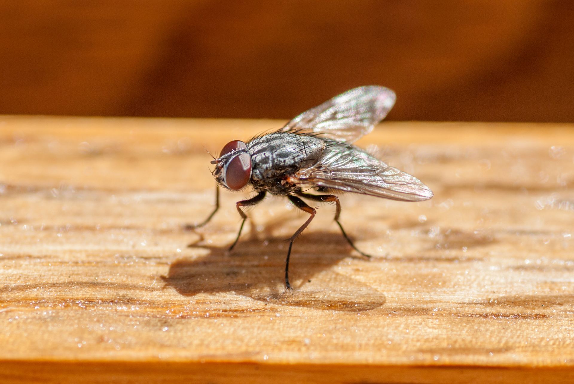 Flies — Bay Area, CA — Patriot Pest Management