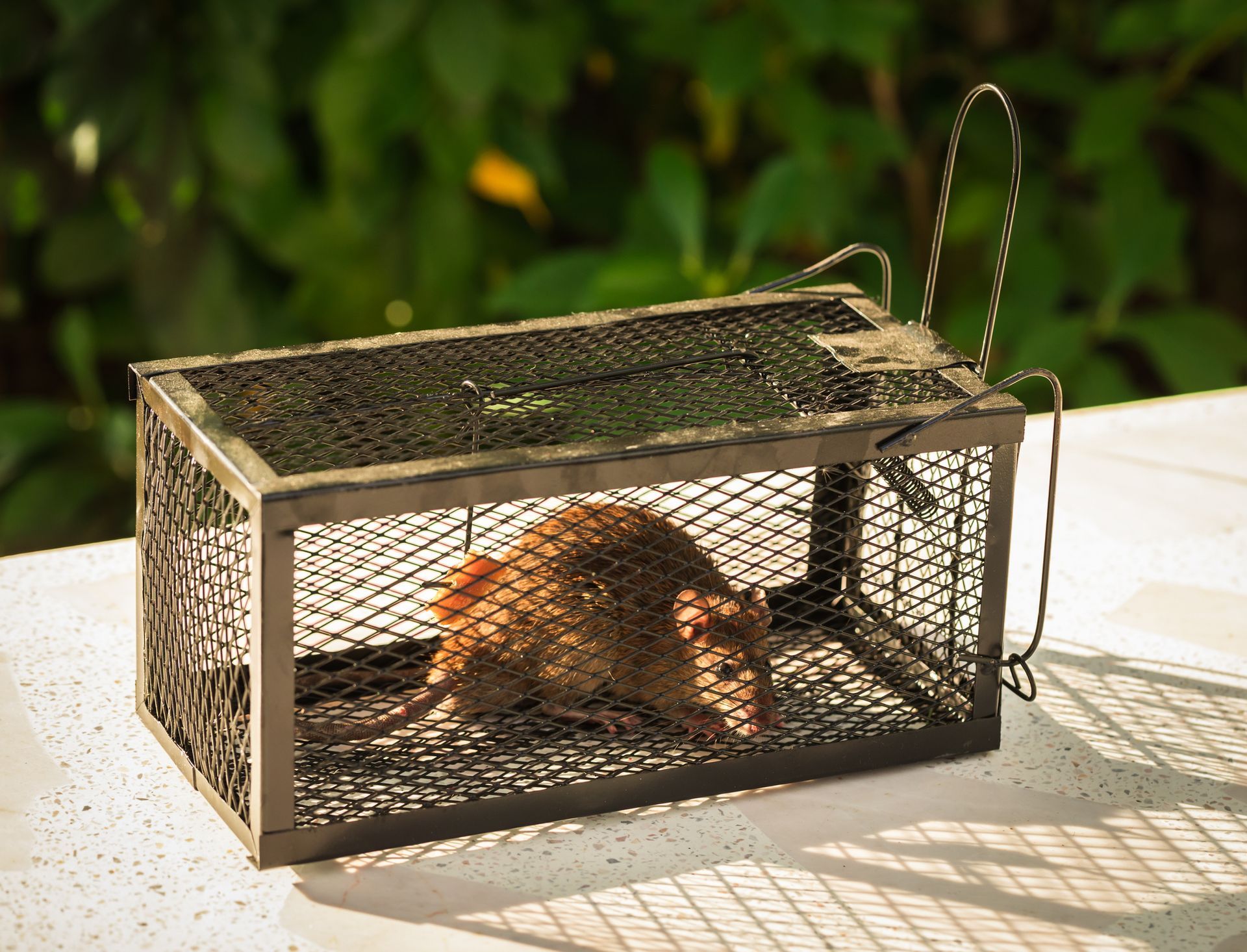 Little rat in trap, rodent control, pest management, humane rat trap, professional extermination, rodent capture
