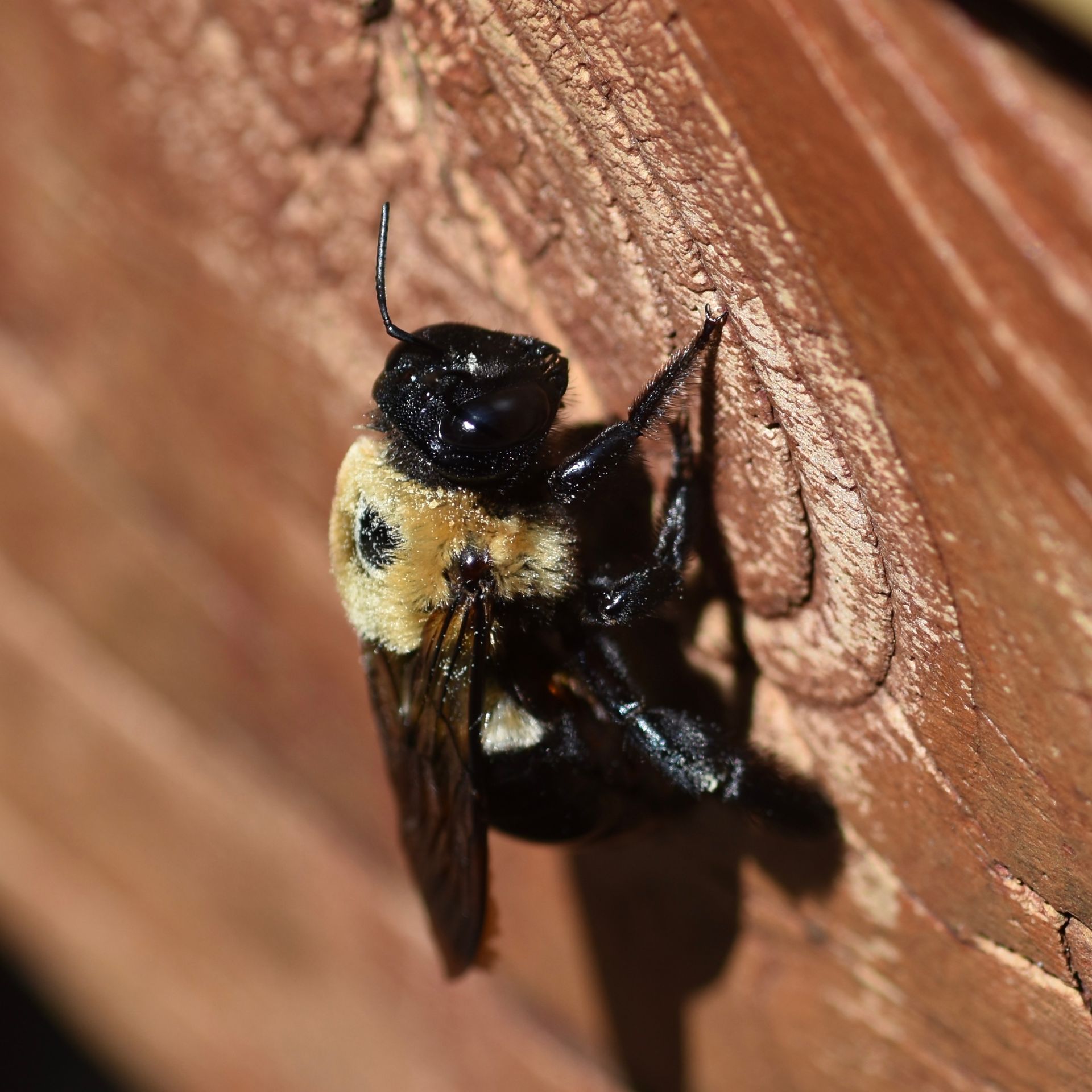 Carpenter Bees — Bay Area, CA — Patriot Pest Management