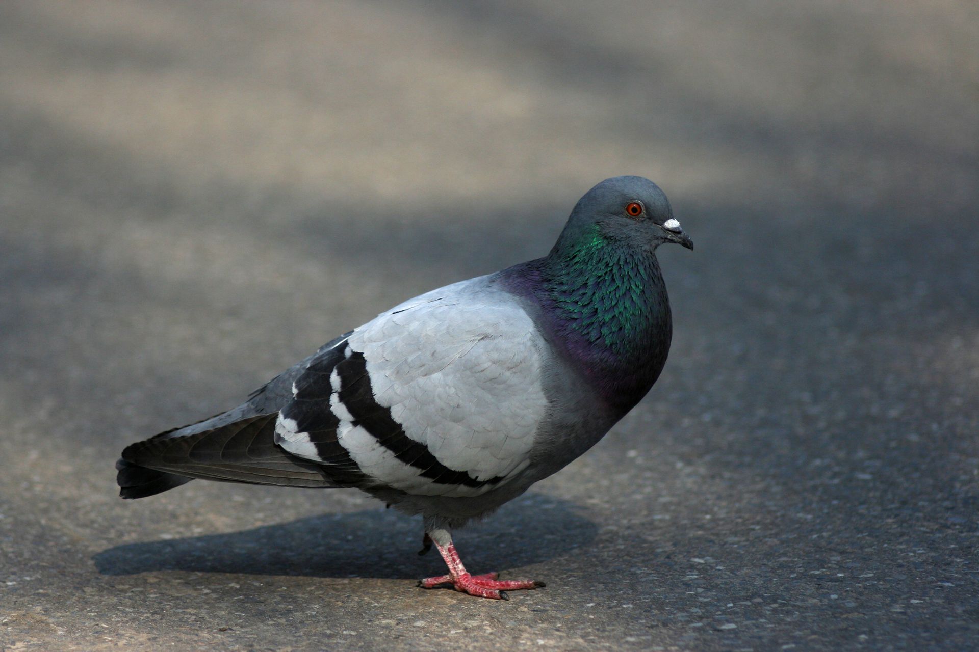 Pigeons — Bay Area, CA — Patriot Pest Management