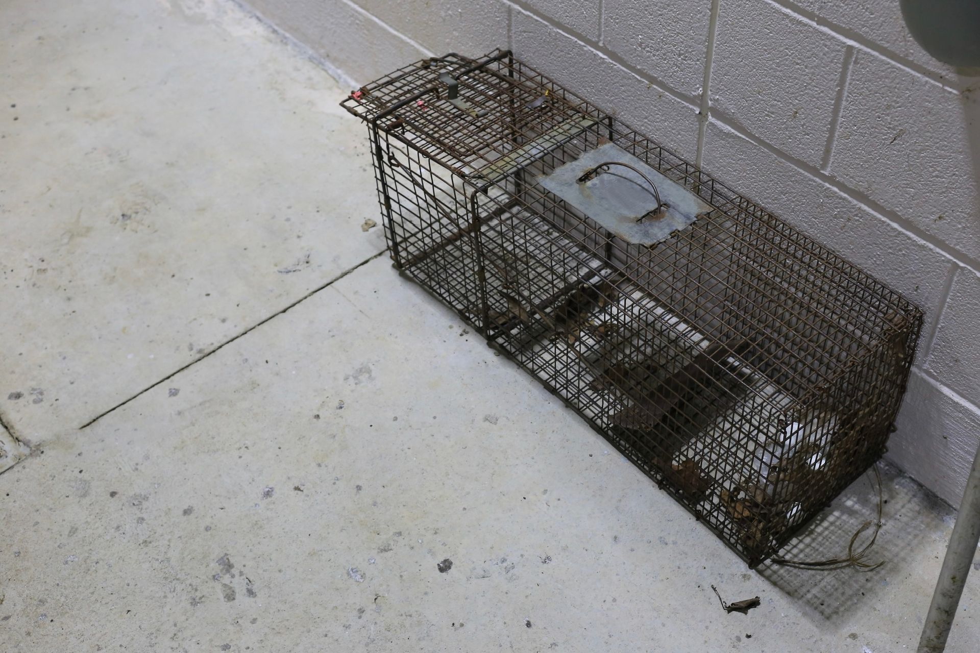 Exterminator cage for catching large rodents, pest control equipment, humane rodent trap, professional extermination tools