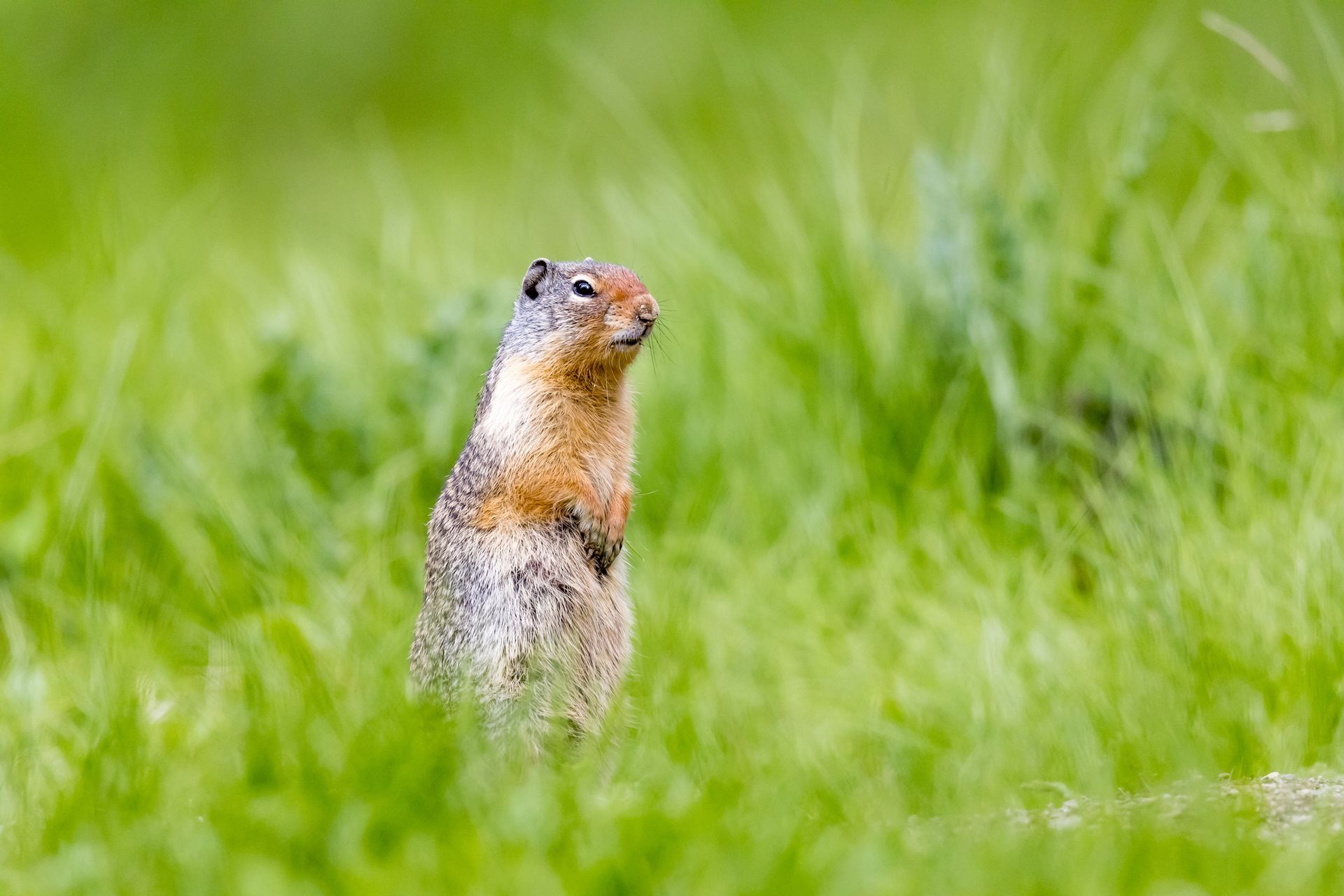 Ground Squirrels — Bay Area, CA — Patriot Pest Management