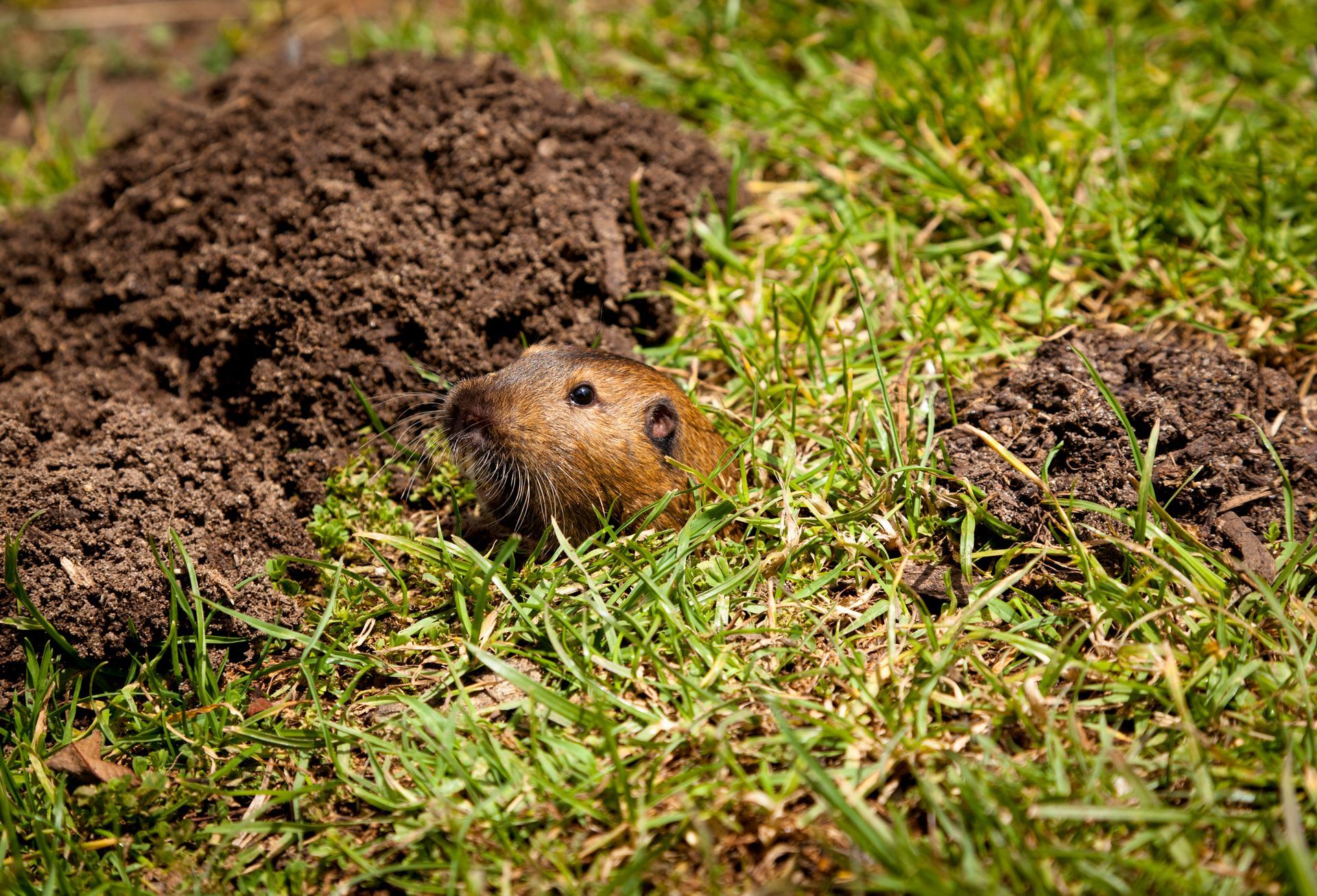 Mole emerging from a dirt mound in green grass. Mole emerging from a dirt mound in green grass.