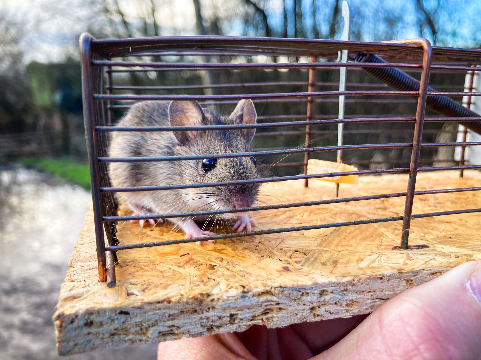 Mouse in a cage, rodent control, humane trap, pest management, professional extermination, rodent capture, pest prevention Mouse in a cage, rodent control, humane trap, pest management, professional extermination, rodent capture, pest prevention
