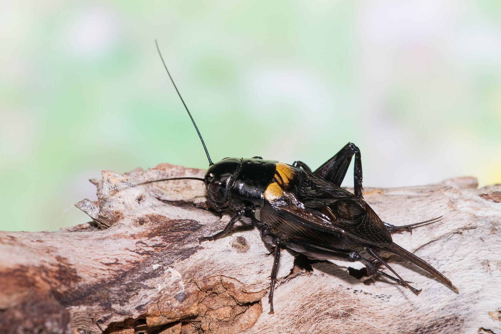 Crickets — Bay Area, CA — Patriot Pest Management
