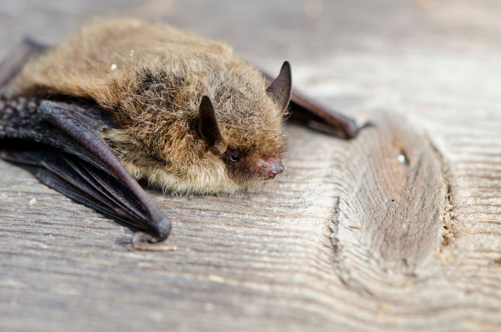 Bats — Bay Area, CA — Patriot Pest Management