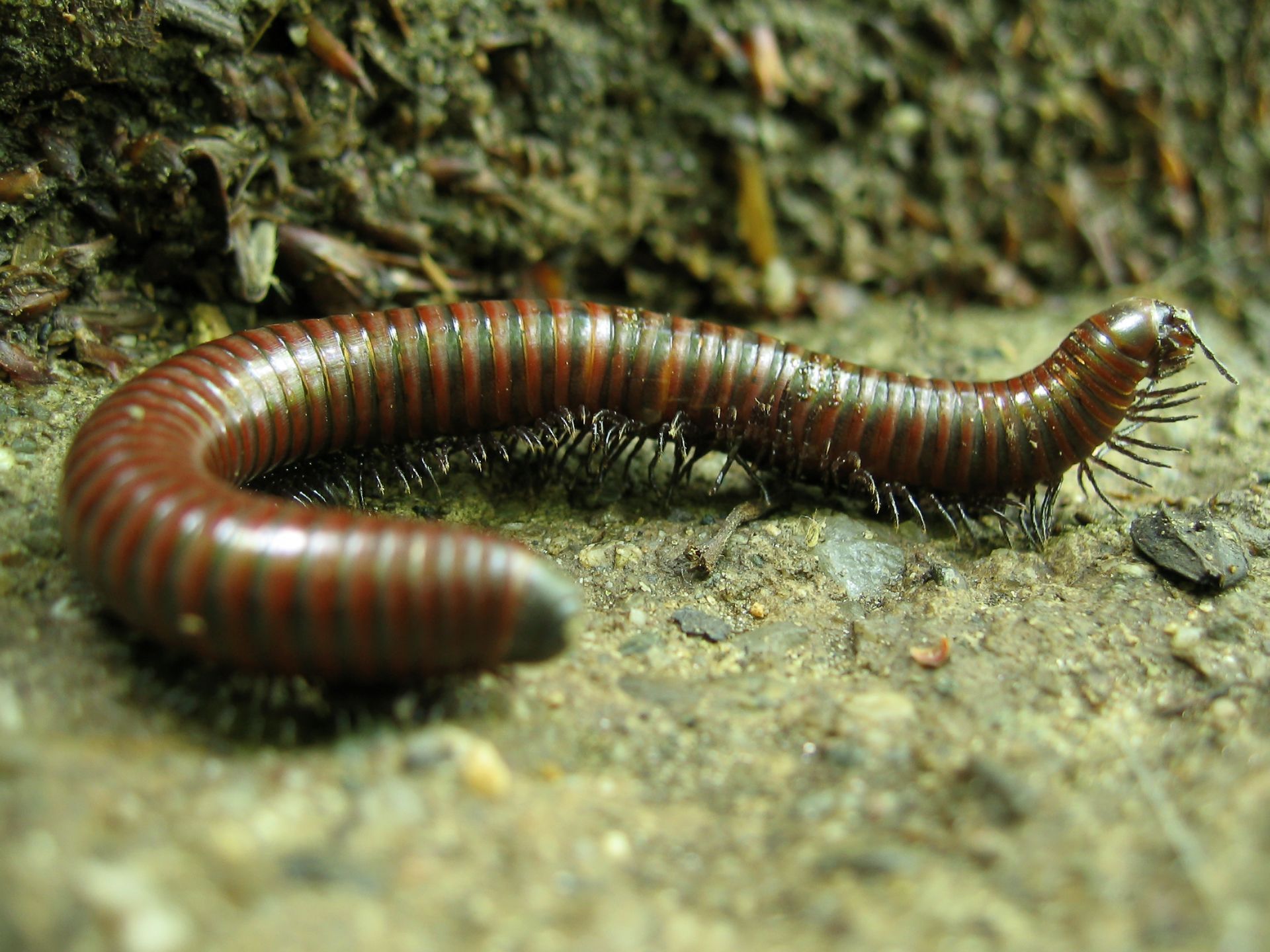 Millipedes — Bay Area, CA — Patriot Pest Management