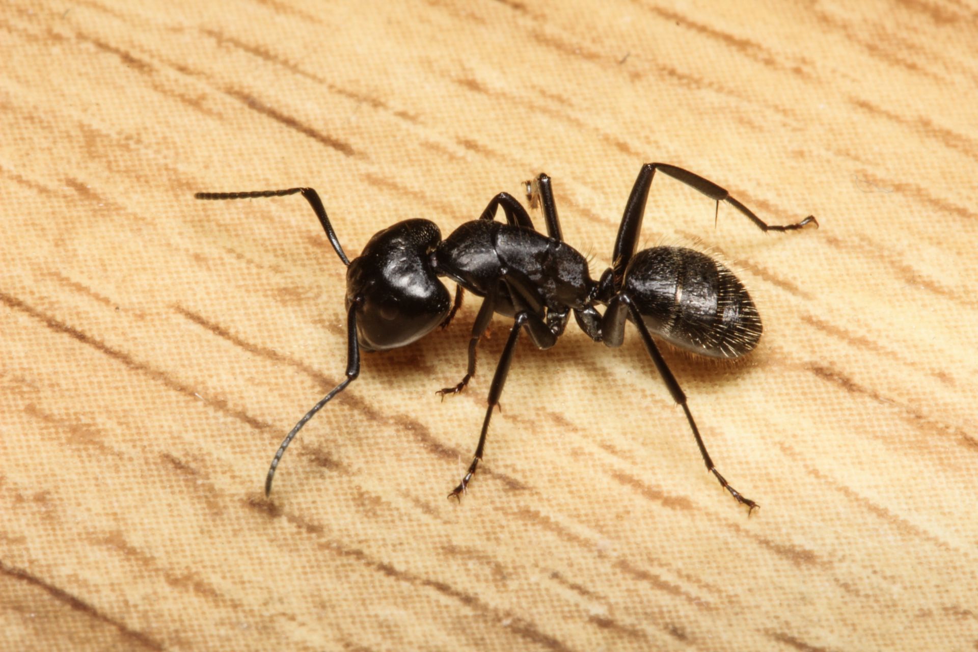 Ants — Bay Area, CA — Patriot Pest Management