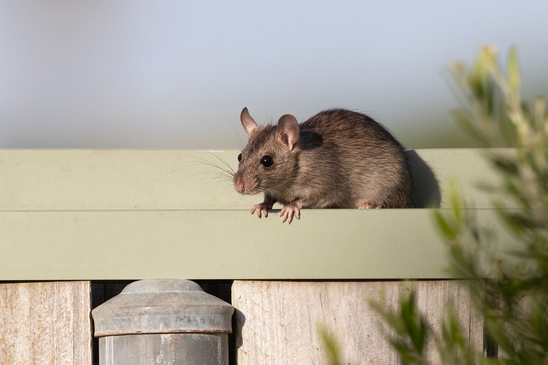 Rat in the backyard, rodent control, pest management, outdoor infestation, professional extermination, rodent prevention