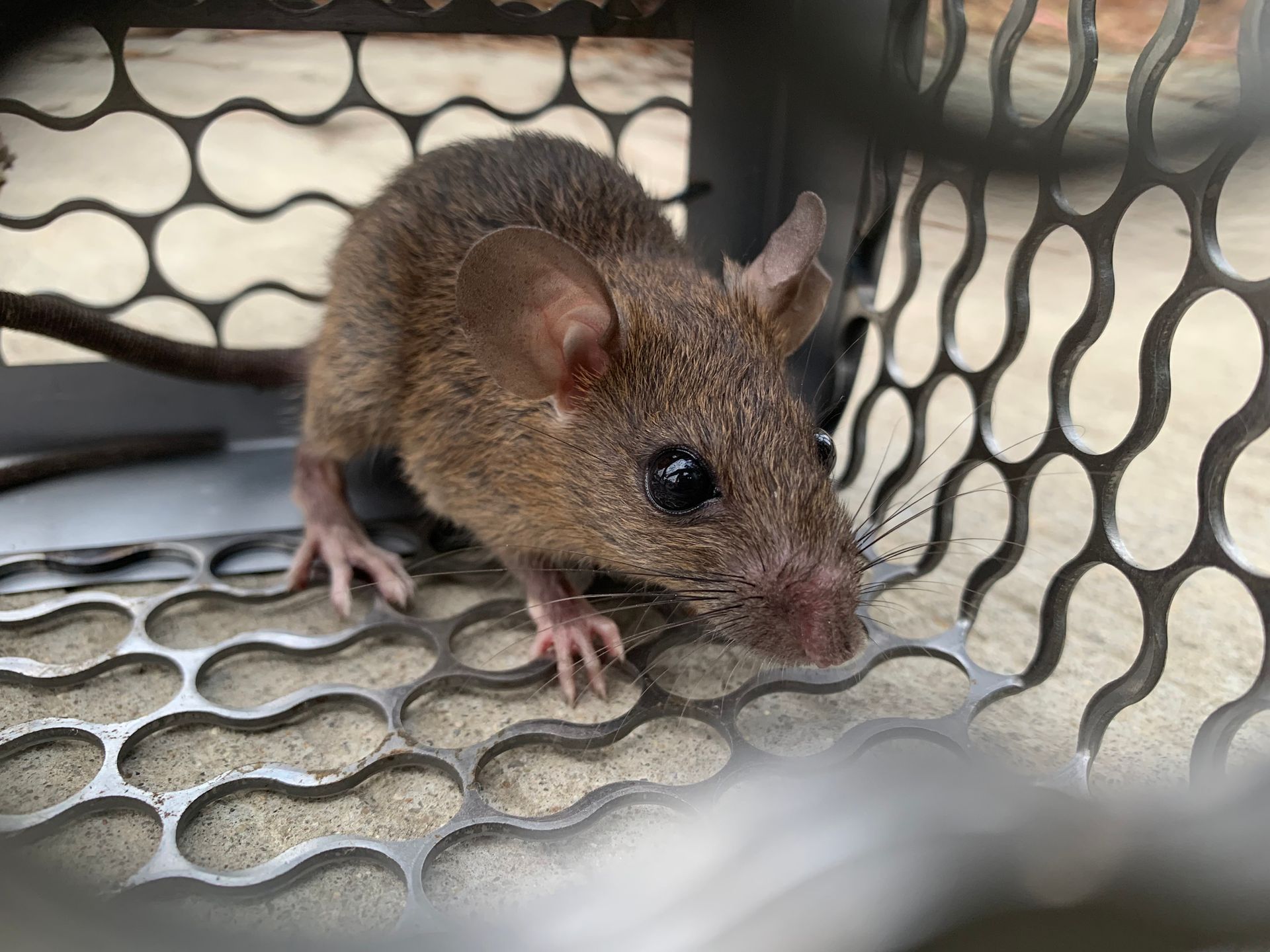 Close-up of a small mouse captured in a mouse trap cage.