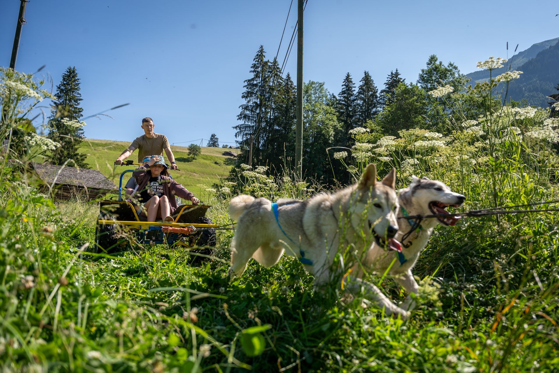 Dogs pulling a cart with a rider through tall grass on a sunny mountain trail