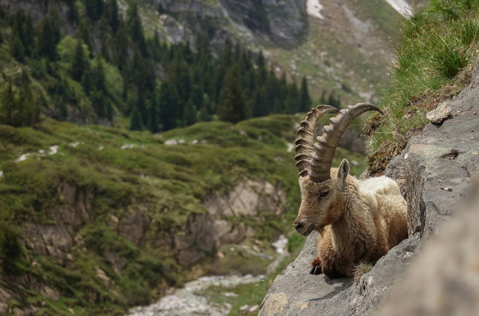 Mountain goat standing on a rocky slope with alpine meadow and forest in the background