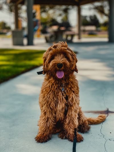 Dog Obedience Training Santa Ana Ca Rover K9 Training