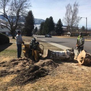 Arborist in safety gear inspecting a freshly cut tree trunk in front of a house, orange machinery visible.