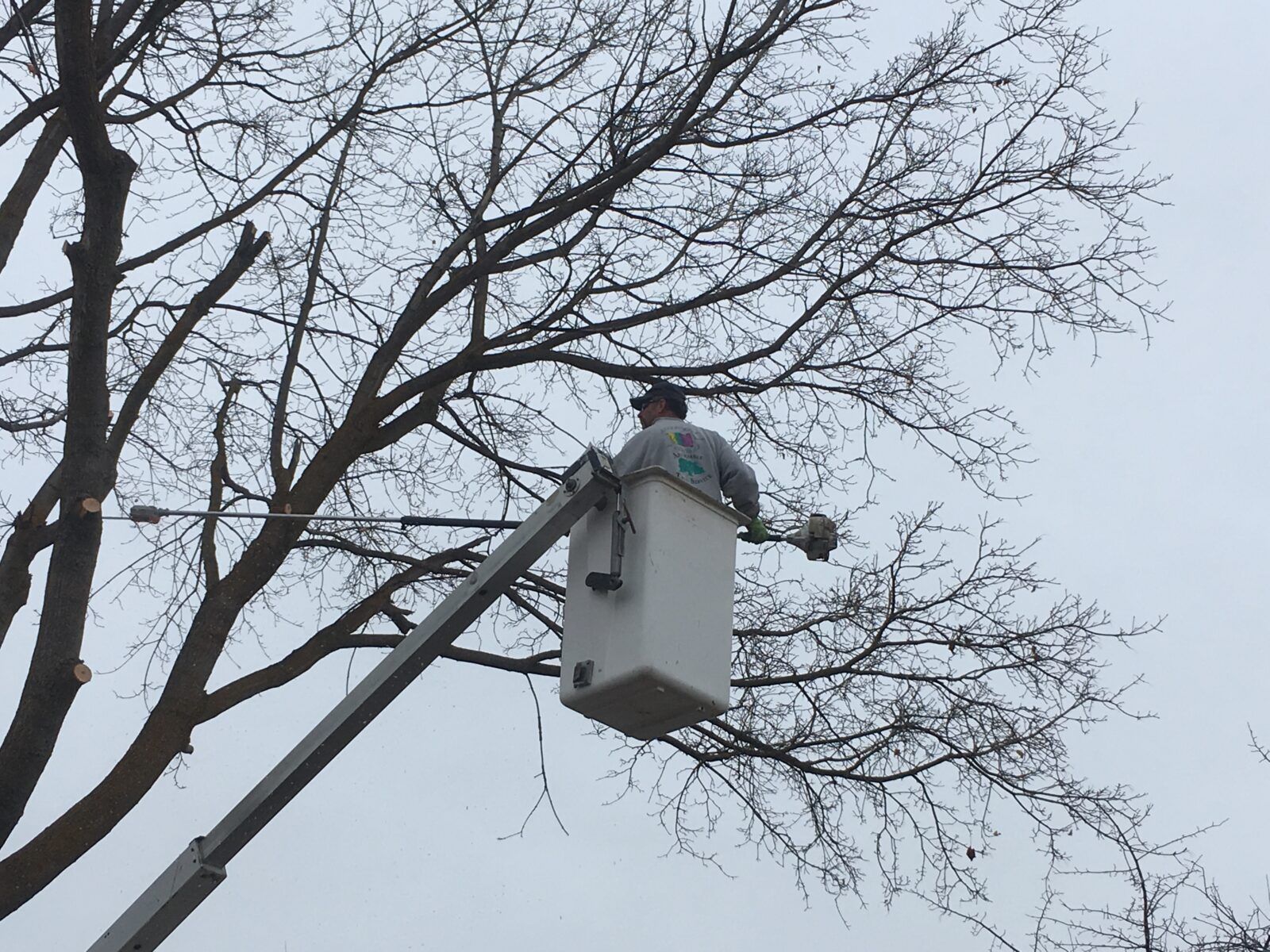 Worker in an orange vest on a lift trims a tree's branches with a long tool against a blue sky.