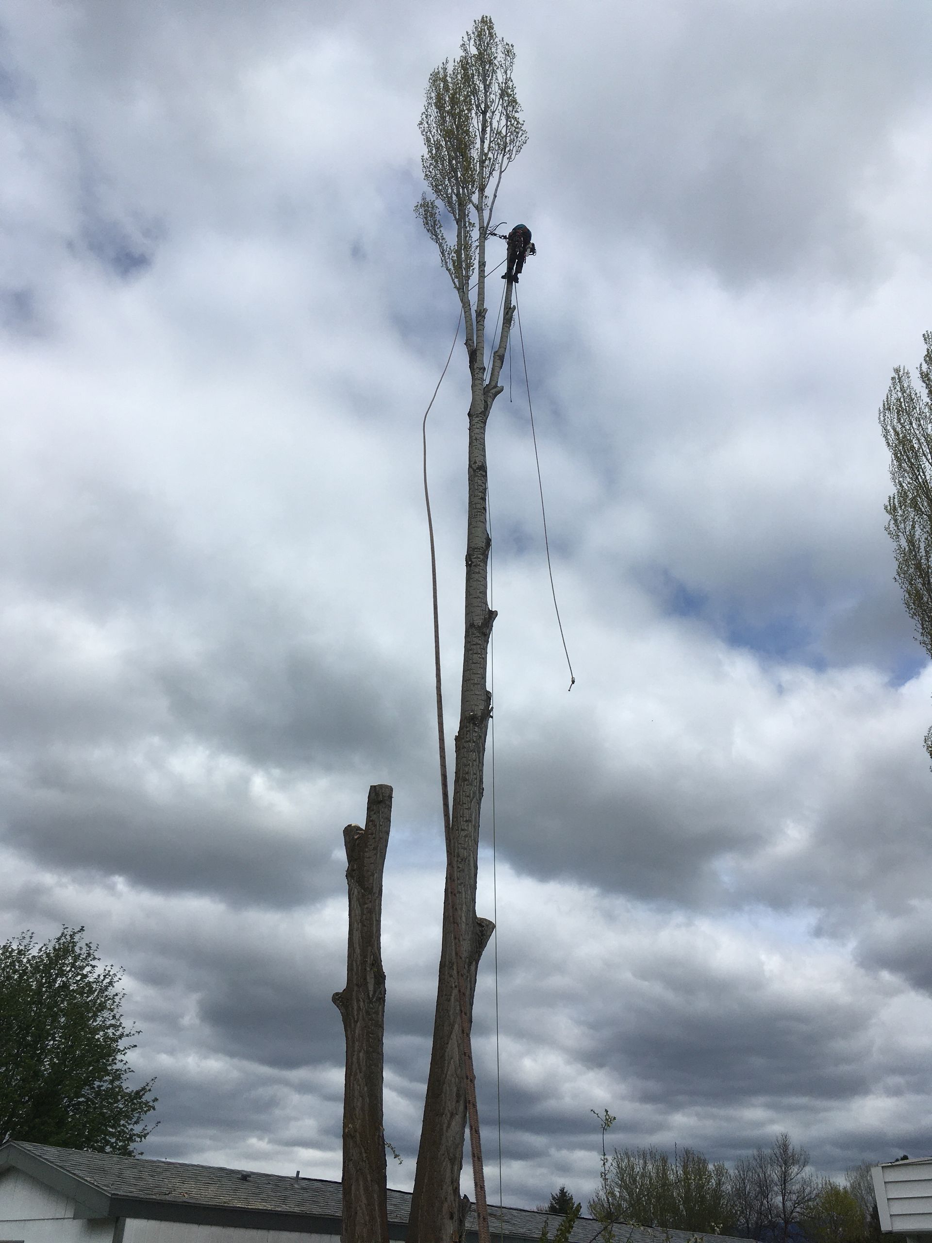 A fallen tree rests on a house with roof damage after a storm on a sunny day.
