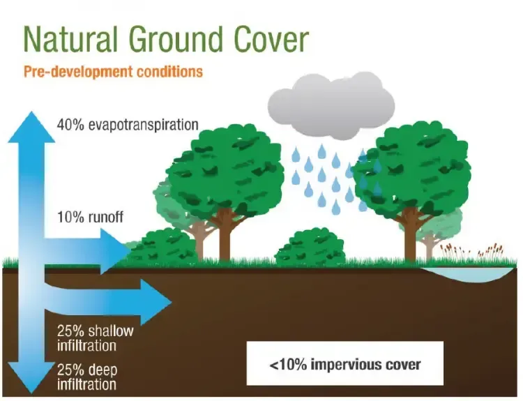 natural ground cover