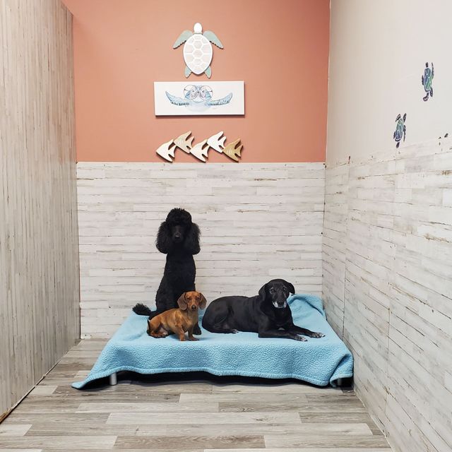 Luxury Pet Boarding | Cleveland, Tennessee