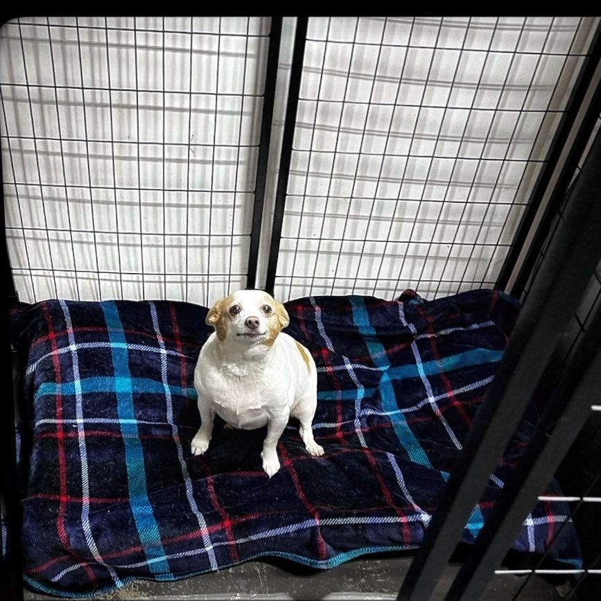 Luxury Pet Boarding Cleveland, Tennessee