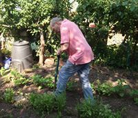 A man in a pink shirt is digging in a garden with a shovel.