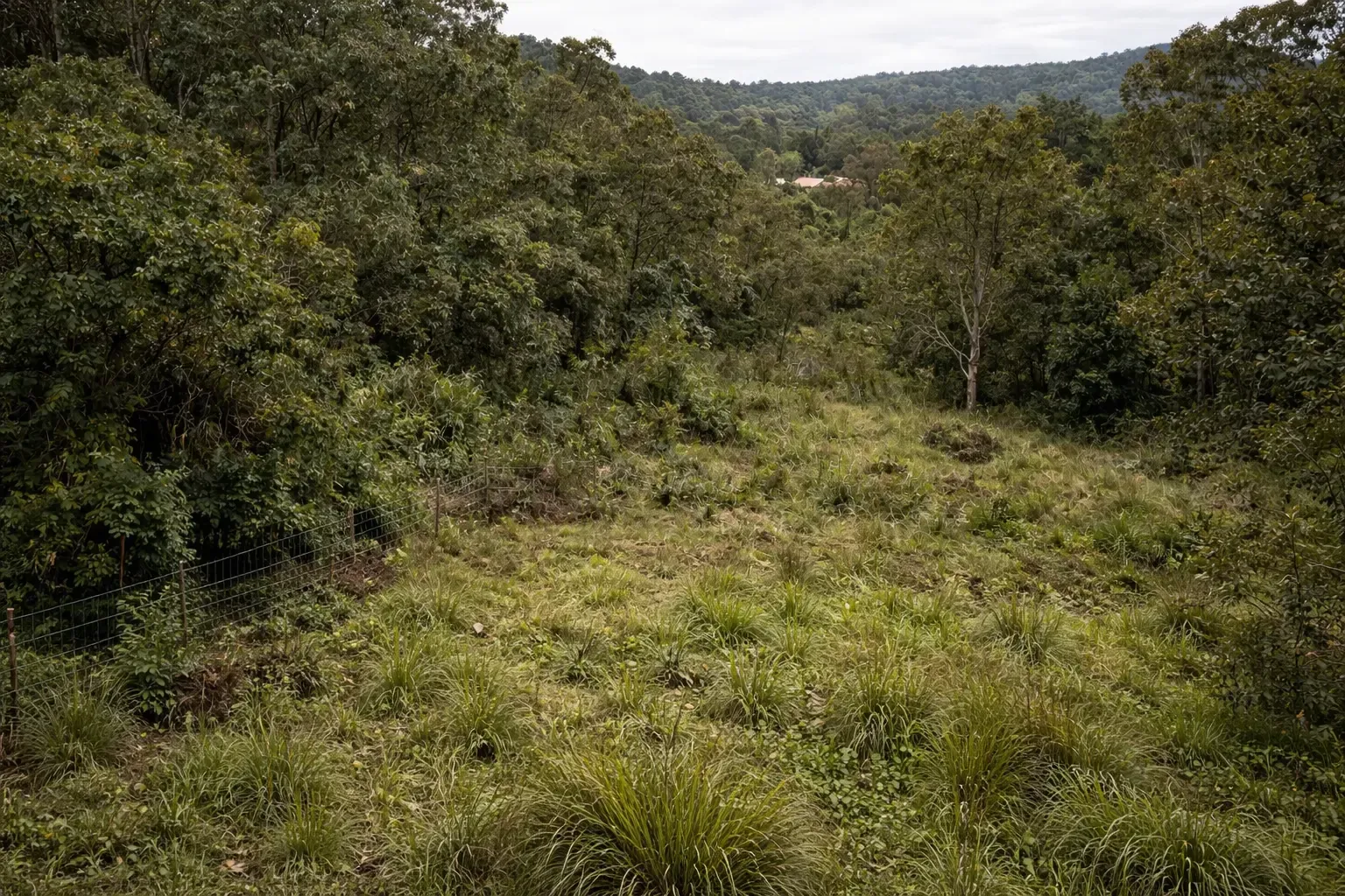 Thick bush before clearing on a semi-rural block in Grantham