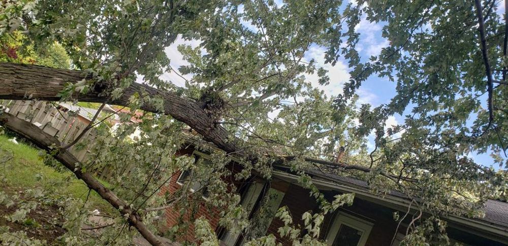 A tree has fallen on the roof of a house.