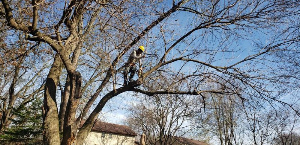 A man is climbing a tree with a chainsaw.