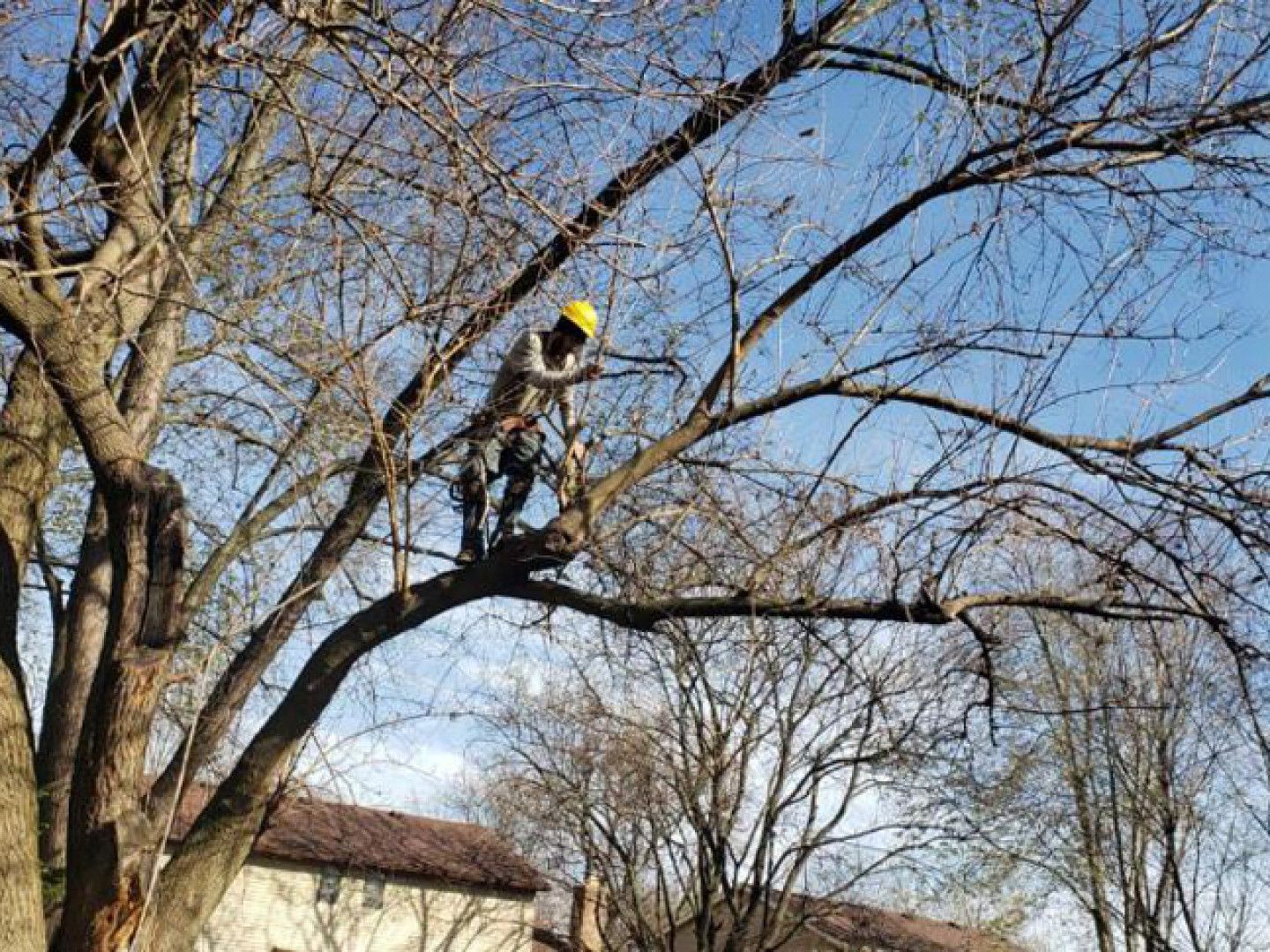 A man is cutting a tree branch with a chainsaw.