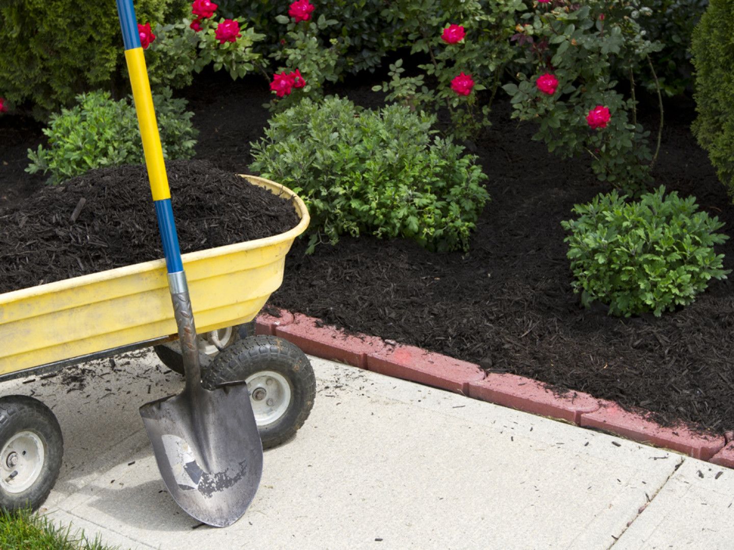 A shovel is sitting next to a yellow wheelbarrow filled with mulch.