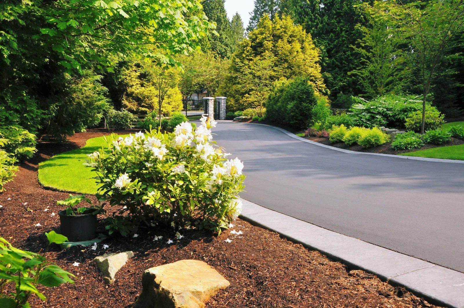 A driveway surrounded by trees and bushes leading to a house
