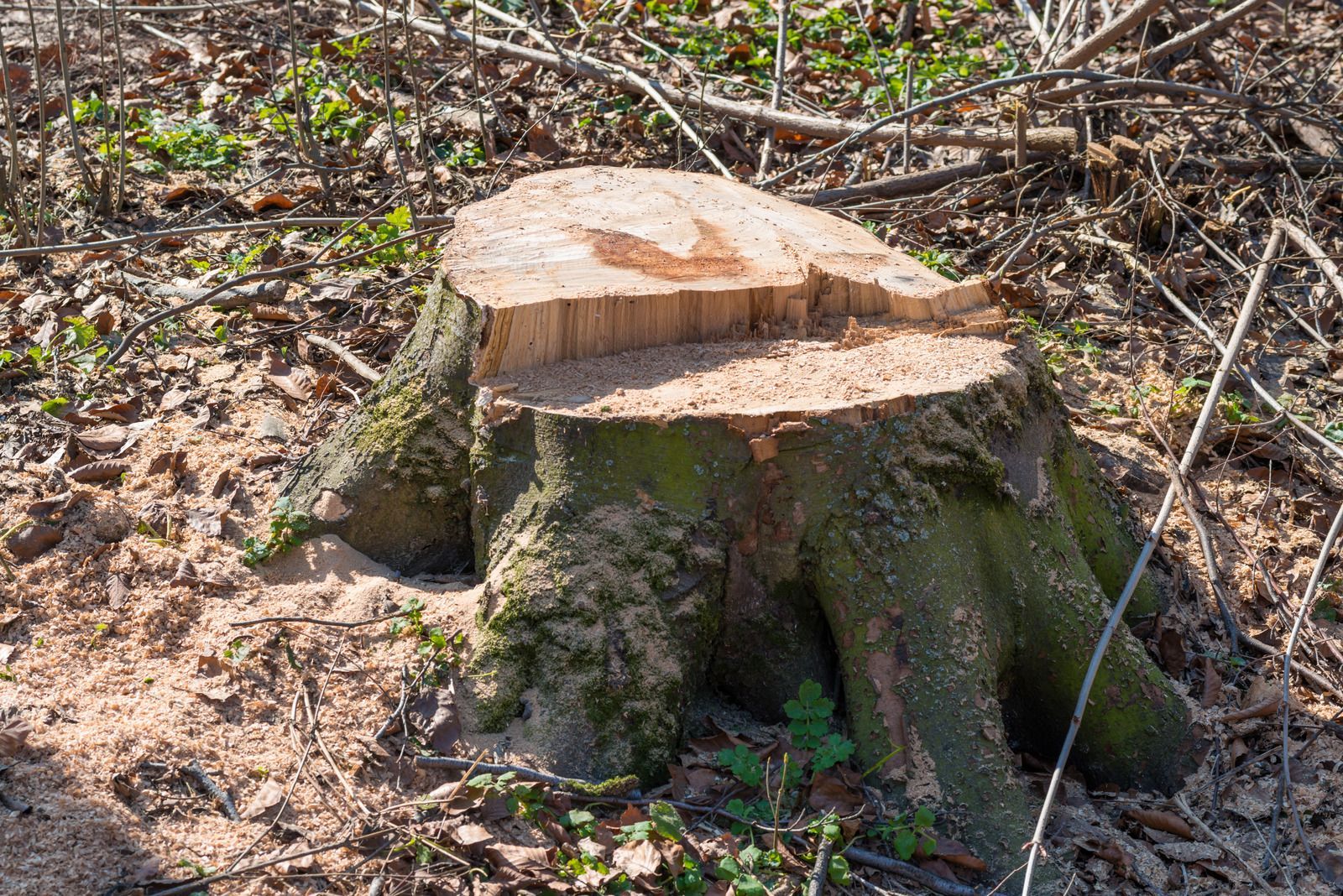 A tree stump in the middle of a forest.